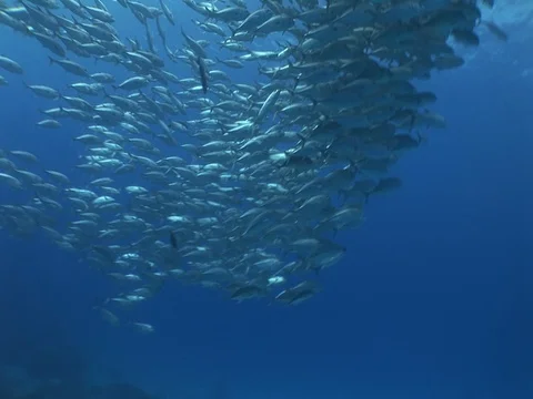 School of Bigeye Jacks Stock Footage 98706382