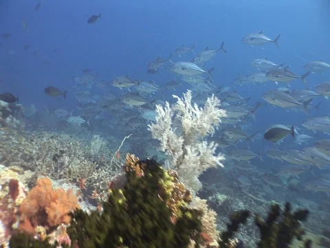 School of Bigeye Jacks Stock Footage 98706484