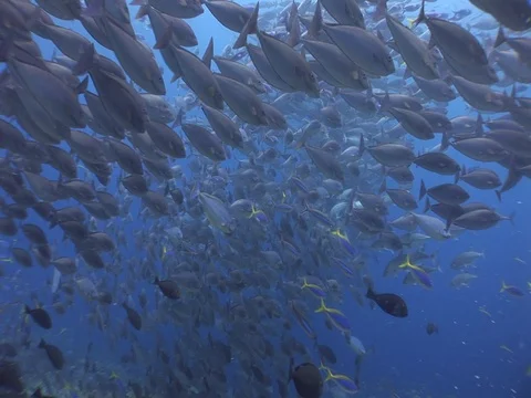 School of Bigeye Jacks Stock Footage 98706589