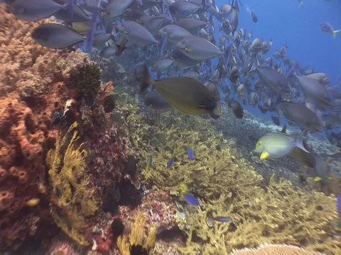 School of Bigeye Jacks Stock Footage 98706848