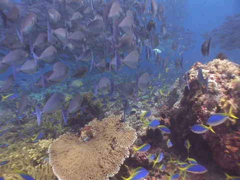 School of Bigeye Jacks Stock Footage 98706906