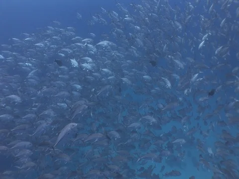 School of Bigeye Jacks Stock Footage 98707830