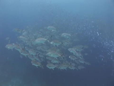 School of Bigeye Jacks Stock Footage 98708048