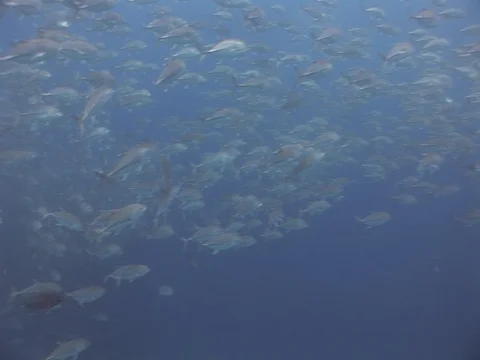 School of Bigeye Jacks Stock Footage 98708050