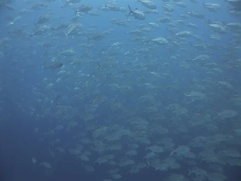 School of Bigeye Jacks Stock Footage 98708058