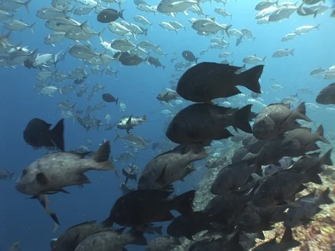 School of Bigeye Jacks Stock Footage 98709030