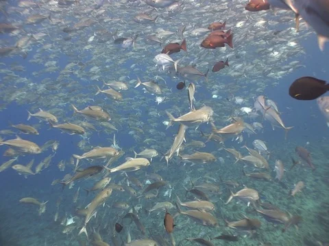 School of Bigeye Jacks Stock Footage 98709187