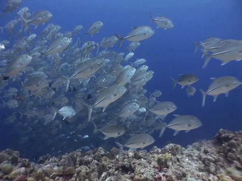 School of Bigeye Jacks Stock Footage 98709210