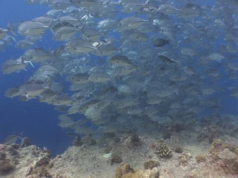 School of Bigeye Jacks Stock Footage 98709305