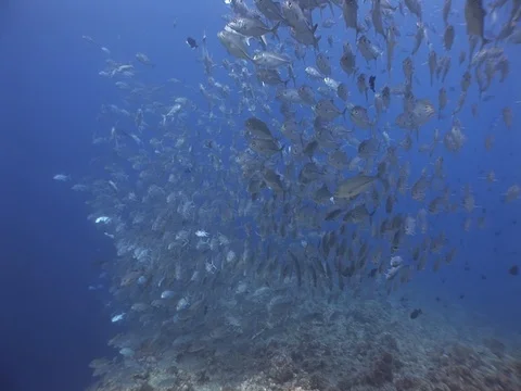 School of Bigeye Jacks Stock Footage 98709328