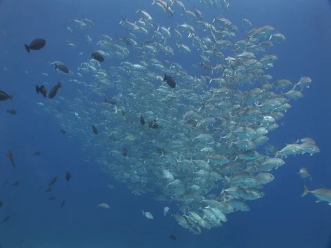 School of Bigeye Jacks Stock Footage 98709417