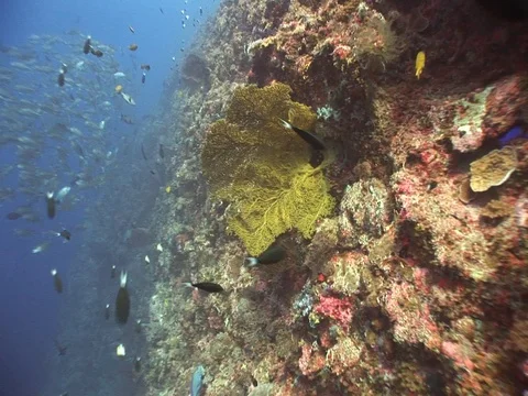 School of Bigeye Jacks Stock Footage 98709509