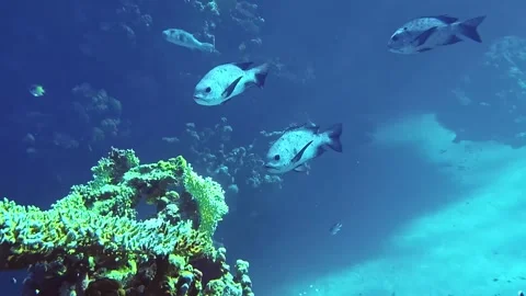School of Bigeye Snapper Along Coral Reef Drop-Off Stock Footage 328694698