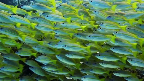 School of Bigeye Snapper (Lutjanus lutjanus) swimming above corals, Raja Ampat Stock Footage 80454101