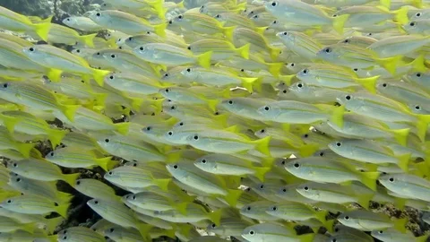 School of bigeye snapper, lutjanus lutjanus swimming above corals of Bali Stock Footage 80623381