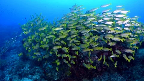 A School of Bigeye Snappers Stock Footage 96233356