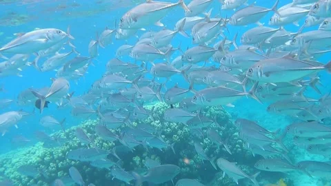School Bigeye Trevally Video stock 211482420