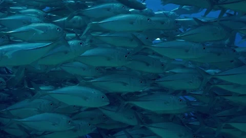 School of bigeye trevally jack fish swimming together Stock Footage 340322078