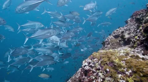 School of bigeye trevally (Jacks) Stock Footage 58304233
