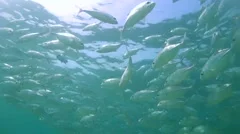School of yellow trevally, pilot fish sw, Stock Video