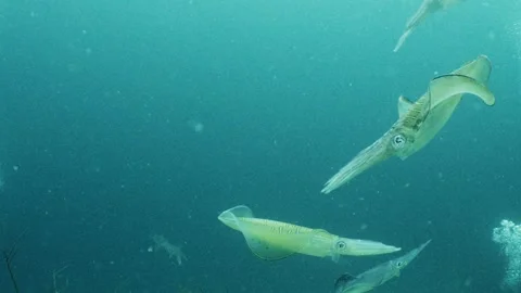 School of bigfin reef squid swimming gracefully through greenish ocean water Stock Footage 346530872