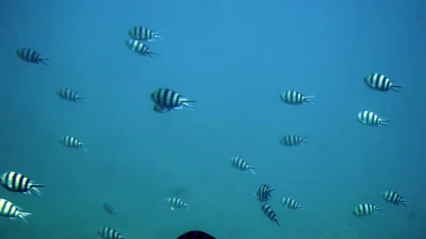 School of black and white surgeon fish swimming in the ocean turquoise water  Vídeo Stock 295291380