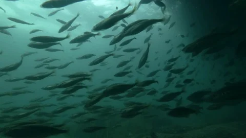 School of Black cod fish or Smallscaled Cod (Notothenia microlepidota) swimming Stock Footage 94700198