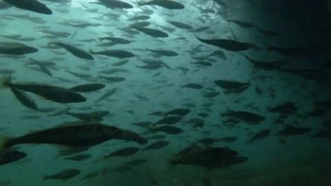 School of Black cod fish or Smallscaled Cod (Notothenia microlepidota) swimming Vidéo 94700316