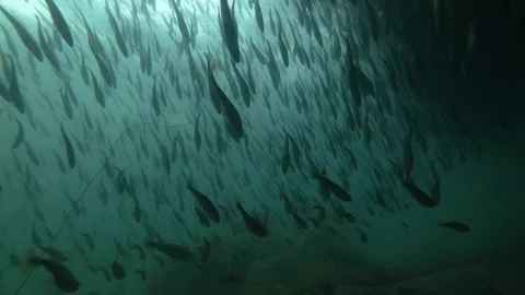 School of Black cod fish or Smallscaled Cod (Notothenia microlepidota) Stock Footage
