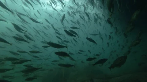 School of Black cod fish or Smallscaled Cod (Notothenia microlepidota) swimming Stock Footage 94700574