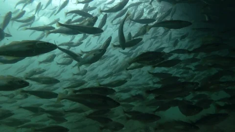 School of Black cod fish or Smallscaled Cod (Notothenia microlepidota) Stock Footage 94700896