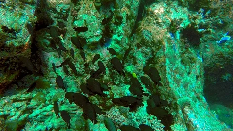 A school of black fish get startled on the reef Stock Footage 97940663