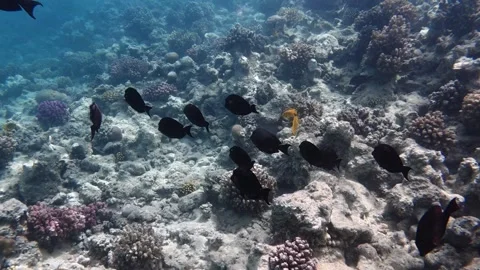 School of black fish swims through coral reef 库存影片 334711226