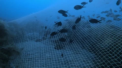 Fish Swimming Ocean Fishing Net Stock Footage ~ Royalty Free Stock Videos