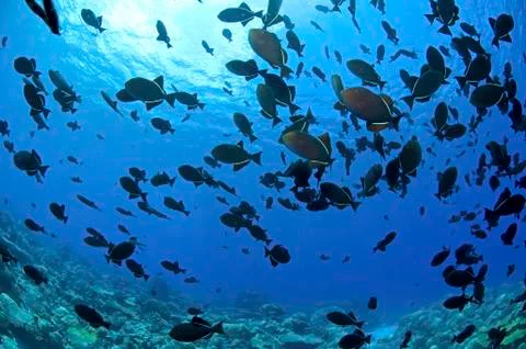 School of black Indian Ocean triggerfish, Christmas Island, Australia. Stock Photos