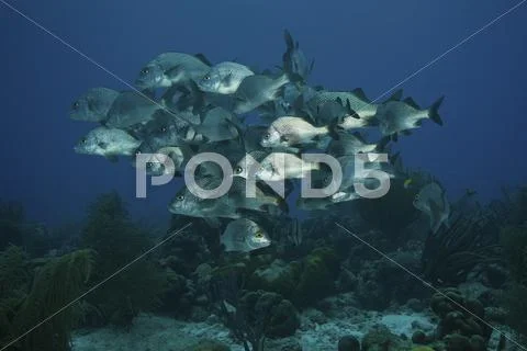 School of Black Margate congregate on top of the reef. Stock Photos