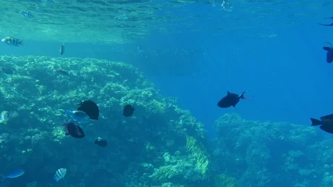 School of black middle-size fish swimming in the light blue waters in Egypt Video stock 102188239