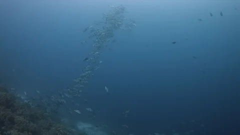 School of Black Snapper 4k Stock Footage 113802304