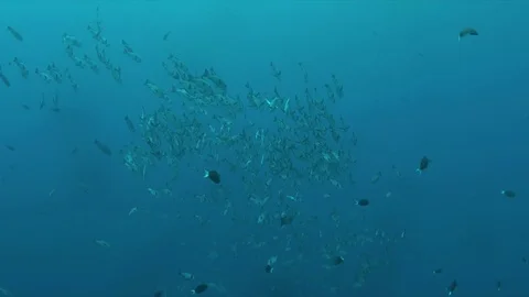 School of Black Snapper in blue water Stock Footage 79669500