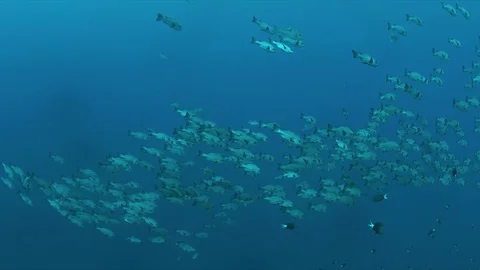 School of Black Snapper in blue water Stock Footage 79669666