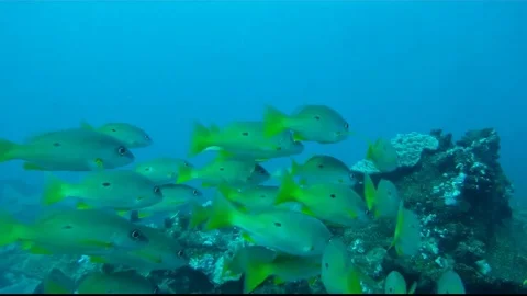 School of black-spot snapper (Lutjanus ehrenbergii) 2 Stock Footage 79770887