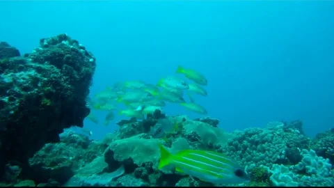 School of black-spot snapper (Lutjanus ehrenbergii) Stock Footage 79771048