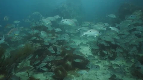 School of Black Spotted Snappers Stock Footage 271527885