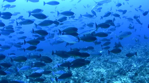 School of Black Surgeonfish Stock Footage 64337383