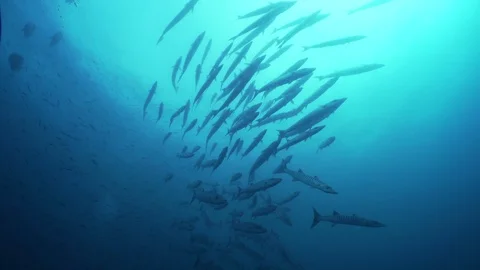 A School of Blackfin Barracuda Stock Footage 105272698