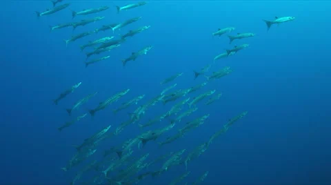 School of Blackfin Barracudas Stock Footage 68412768