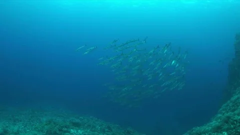 School of Blackfin Barracudas Stock Footage 72720354
