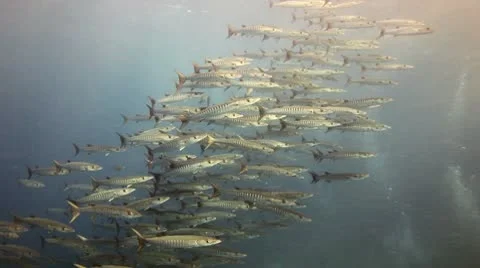 School of blackfin chevron barracuda Stock Footage 10748690