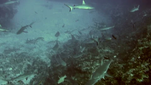 School of blacktip Gray Reef Shark underwater swim in blue waters in Tuamotu. Stock Footage 153749696