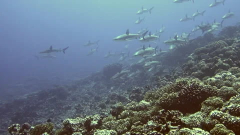 School of blacktip Gray Reef Shark underwater swim in blue waters in Tuamotu. Video stock 153976334